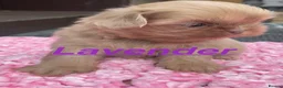Shih Tzu dogs for sale: Beautiful imperial Shihzu puppies mix of colours  - Advert 11