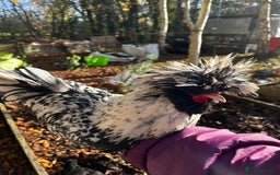 Mixed Breed birds for sale: Bantam Polish, Frizzle and a mix Rooster - Advert 5