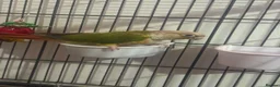 Parrots birds for sale: Pineapple conure in Colchester - Advert 3