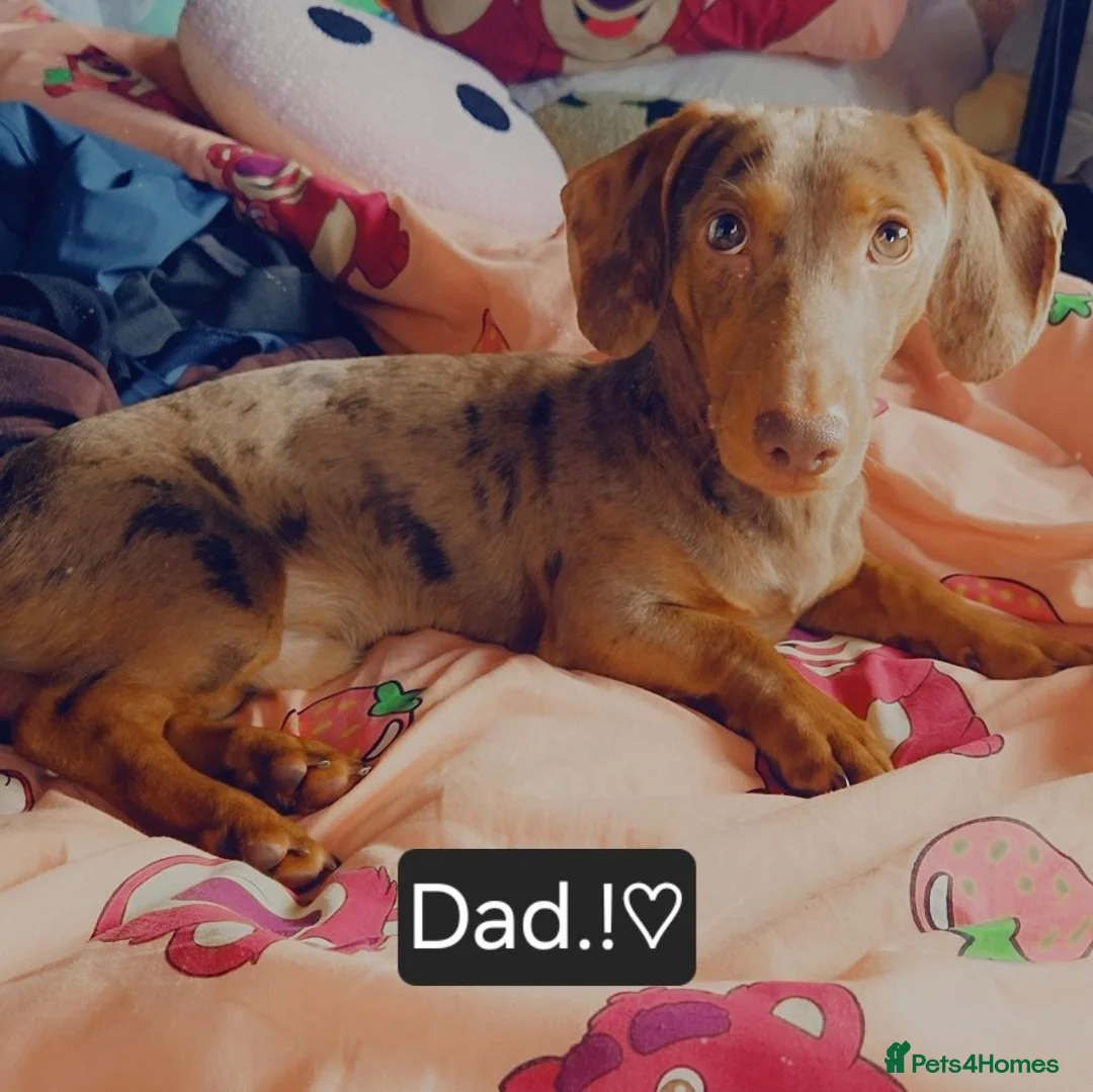 Mixed Breed dogs for sale: Dashweiler Puppies.!♡  - Advert 2