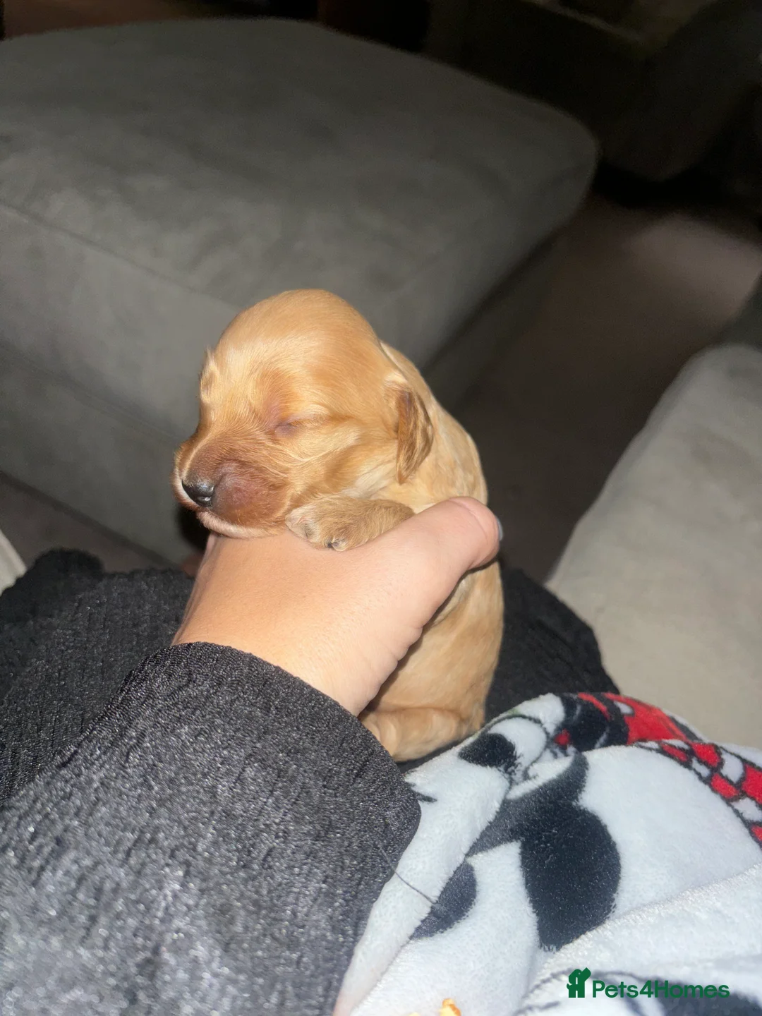 Cockapoo dogs for sale: All puppies have been reserved   - Advert 19