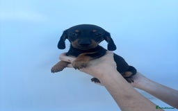 Dachshund dogs for sale: Miniature dachshund puppies  - Image 3