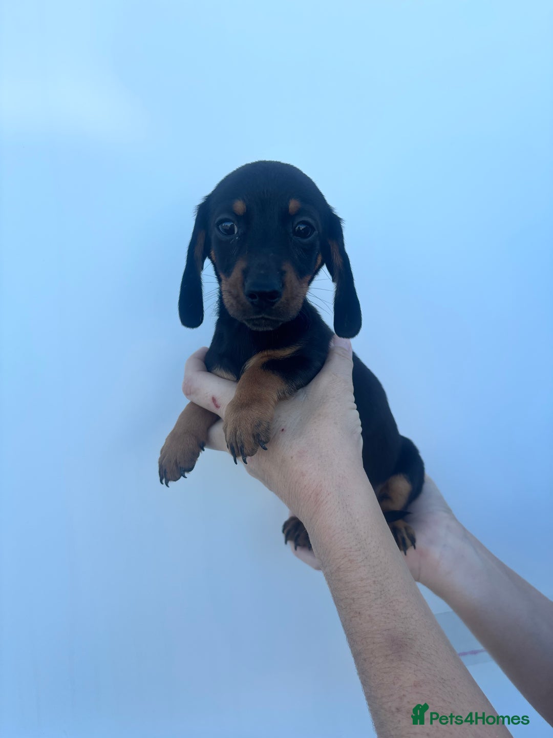 Dachshund dogs for sale: Miniature dachshund puppies  - Image 3