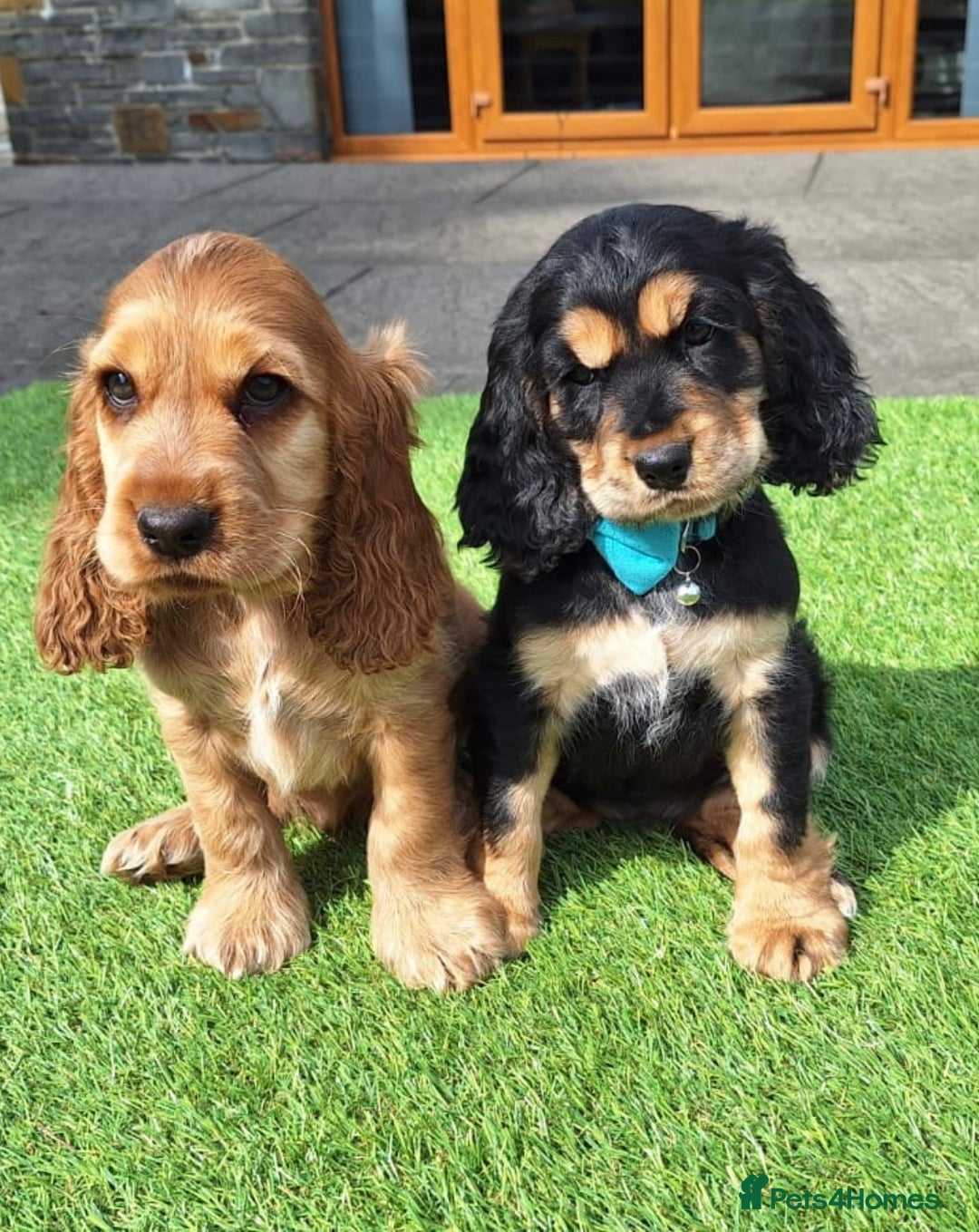 Cocker Spaniel dogs for sale: KC Registered Show Type Cocker Spaniels - Image 2