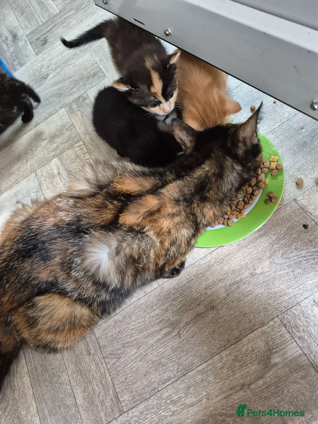 Mixed Breed cats for sale: Lovely kittens  - Advert 2