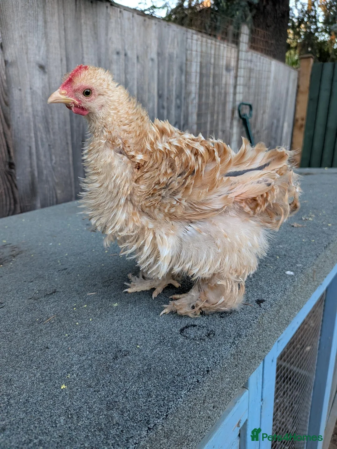 Chickens poultry for sale: Pekin cockerels [all taken]  - Advert 1