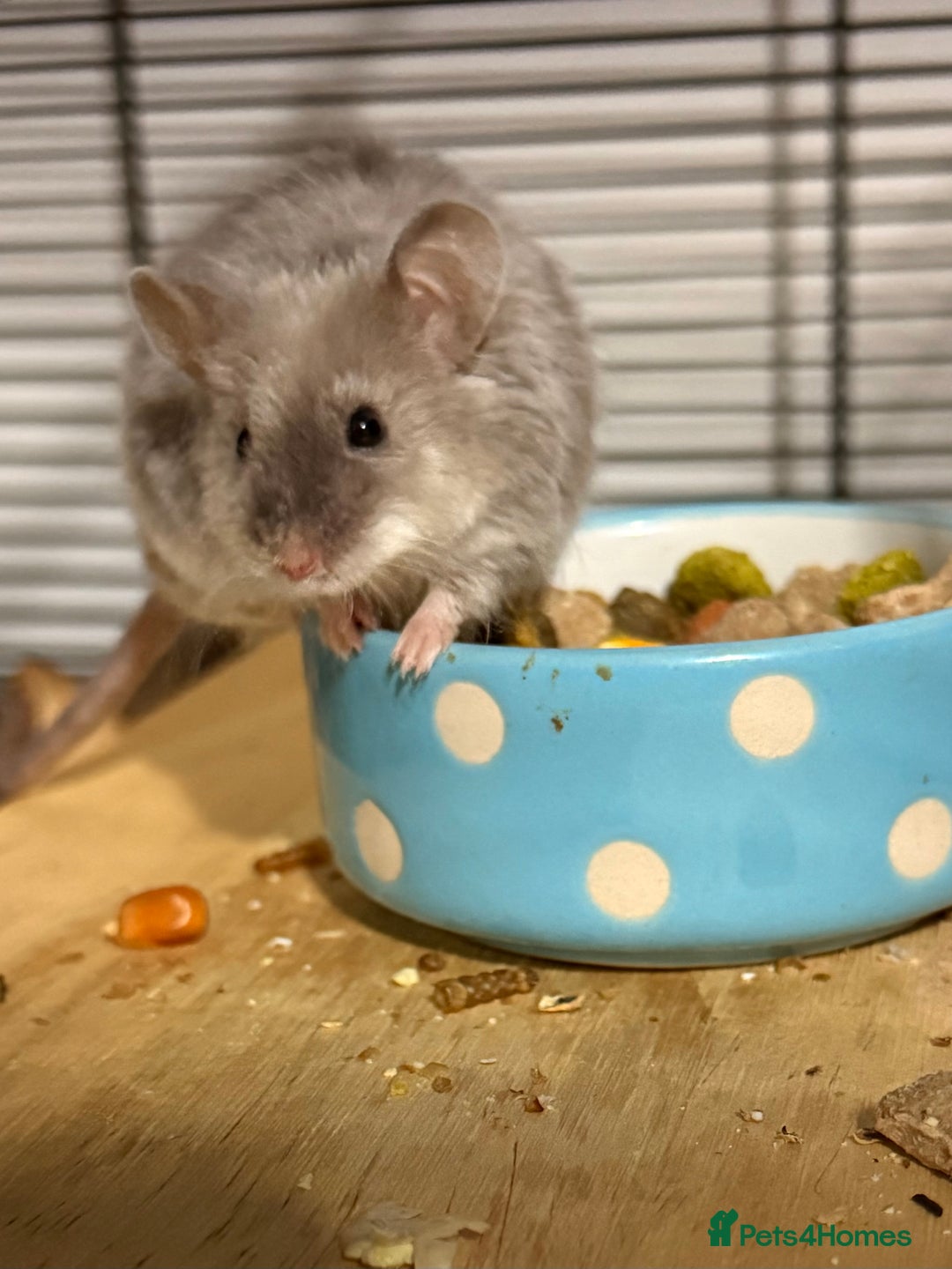 Mouse rodents for sale: Ethically Bred Mouse Pups - Waiting List Open!  - Advert 6