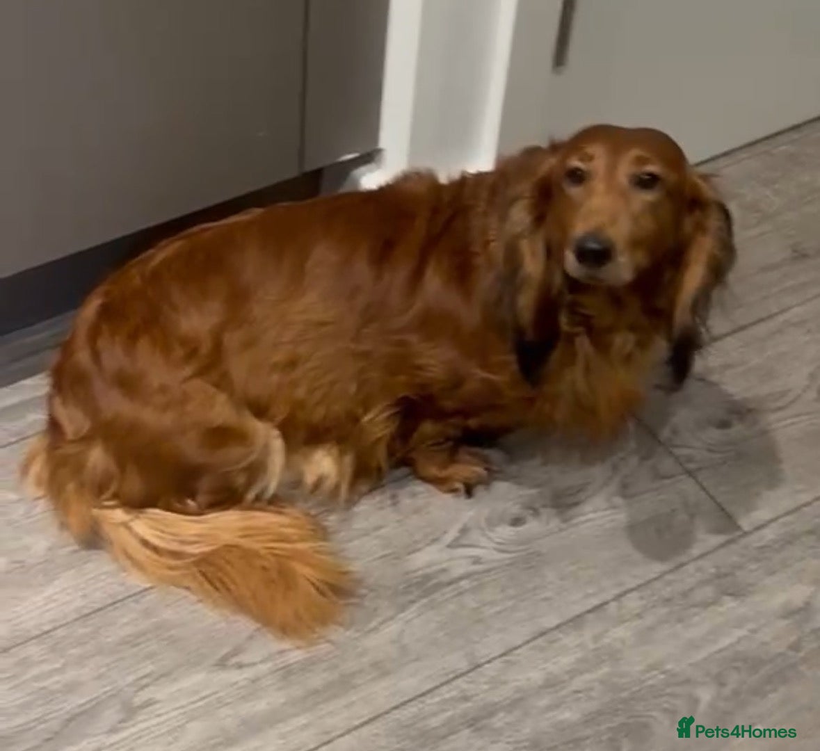 Dachshund dogs Standard longhair dachshund female  - Advert 1