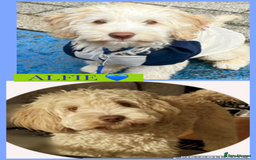 Australian Labradoodle dogs for sale: ♥️Tiny tails,Big Hearts - Australian Labradoodles  - Image 10
