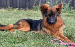 German Shepherd dogs for sale: Gorgeous male long coat  - Image 3