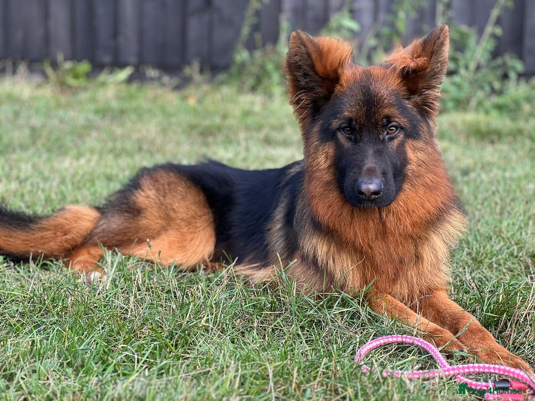 German Shepherd dogs for sale: Gorgeous male long coat  - Image 3