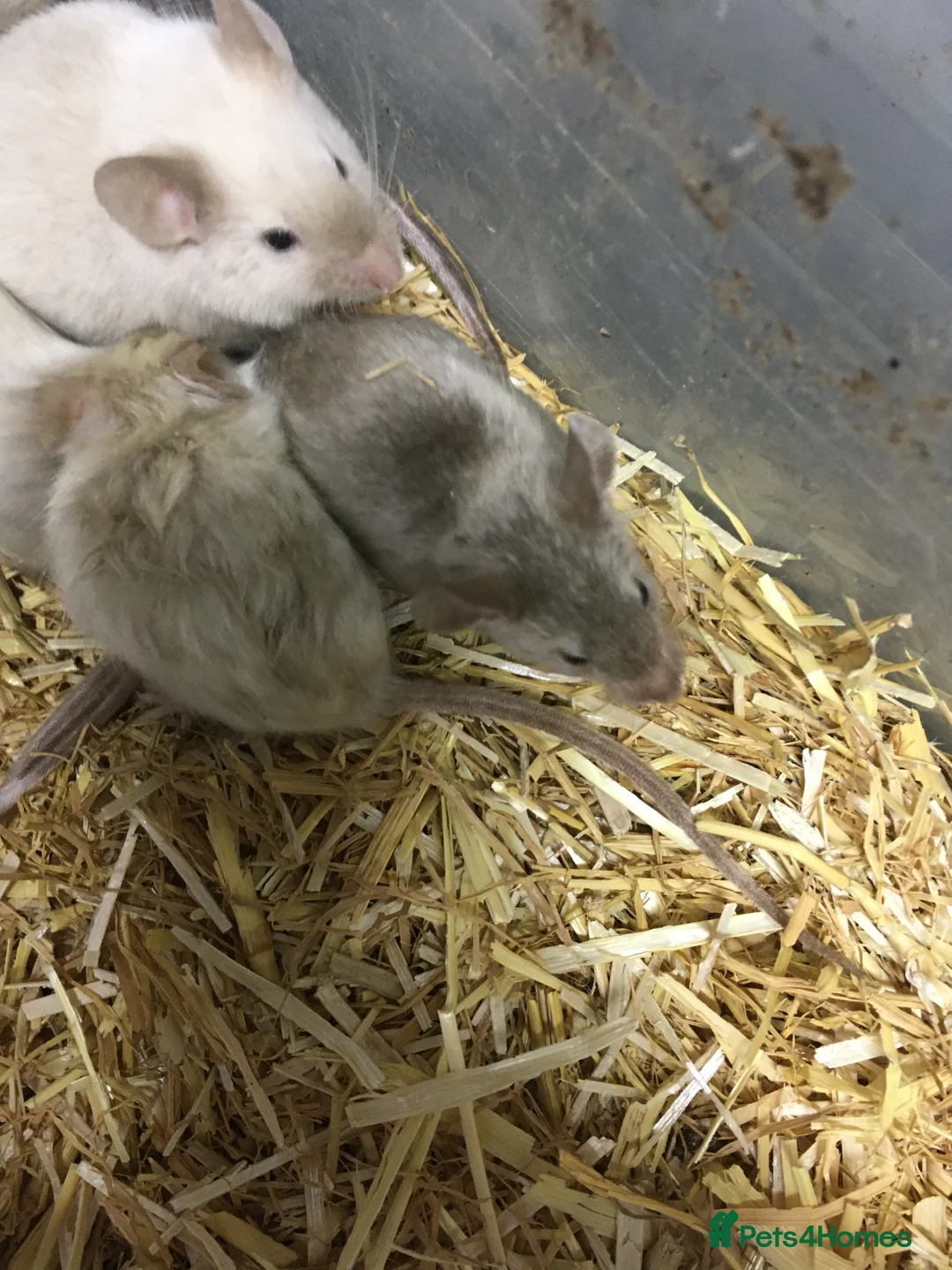 Mouse rodents for sale: Satin and het satin mice for sale.  in Highbridge - Advert 2