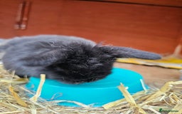 Mini Lop rabbits for sale: Circle of life Bunnys  - Image 3