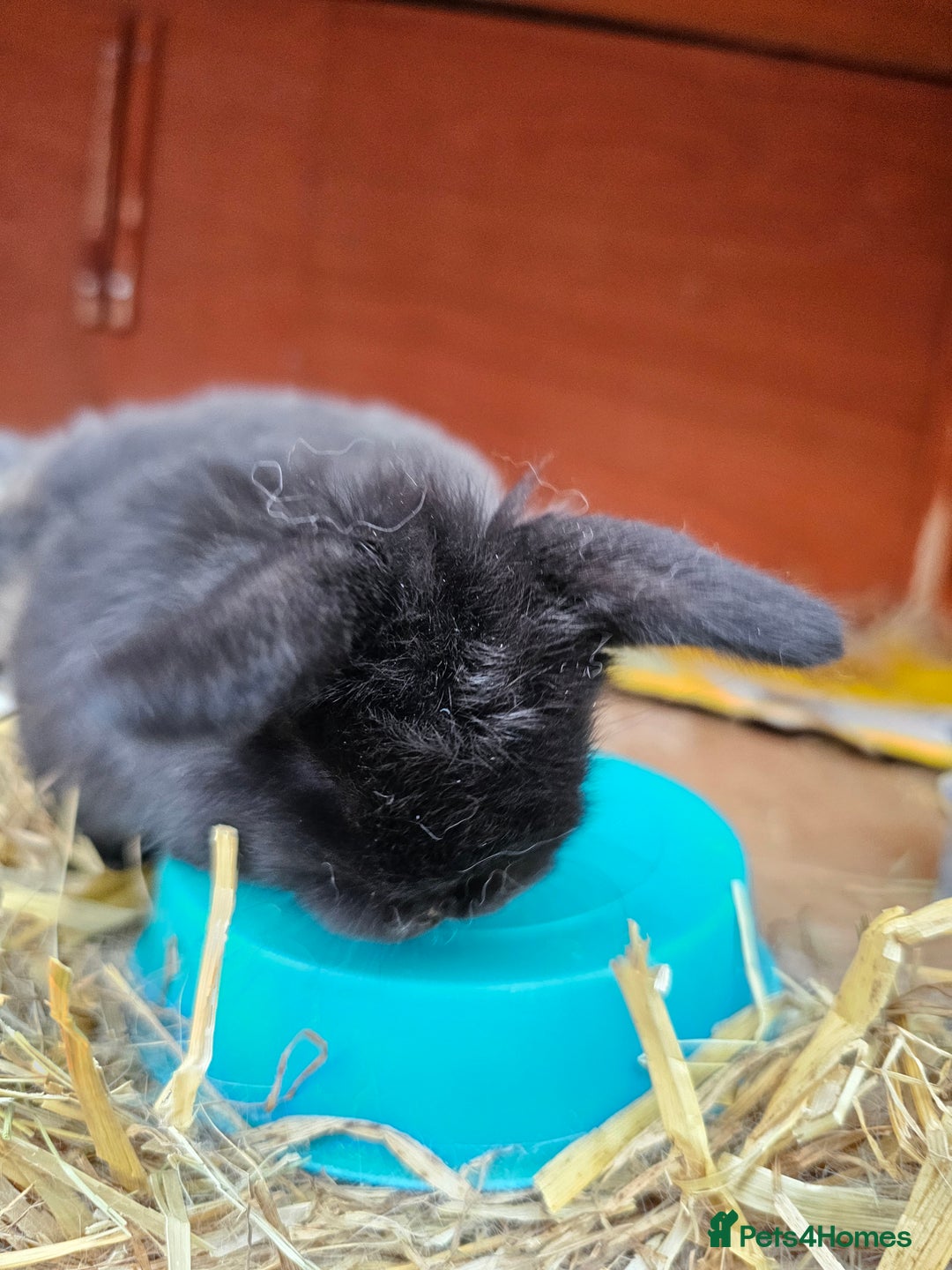 Mini Lop rabbits for sale: Circle of life Bunnys  - Image 3