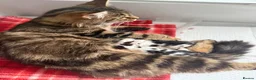 Mixed Breed cats for sale: Mixed breed kittens - Advert 2