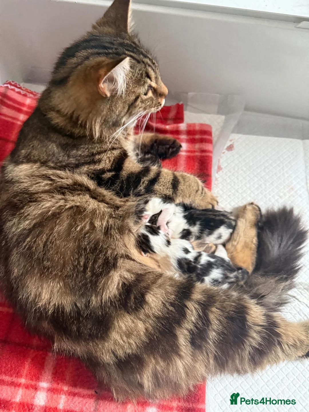 Mixed Breed cats for sale: Mixed breed kittens - Advert 2