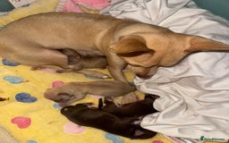 Chihuahua dogs for sale: Stunning chihuahua puppies ready  ** 🎁 **  - Image 5
