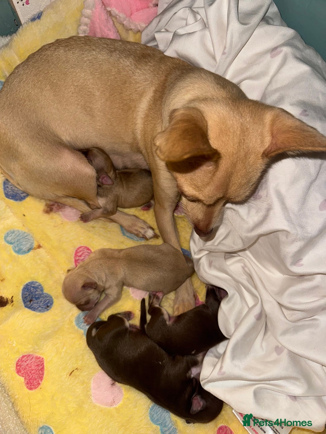 Chihuahua dogs for sale: Stunning chihuahua puppies ready  ** 🎁 **  - Image 5