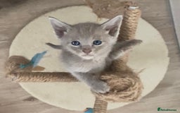 Mixed Breed cats for sale: Oriental X Siamese kittens  - Image 28