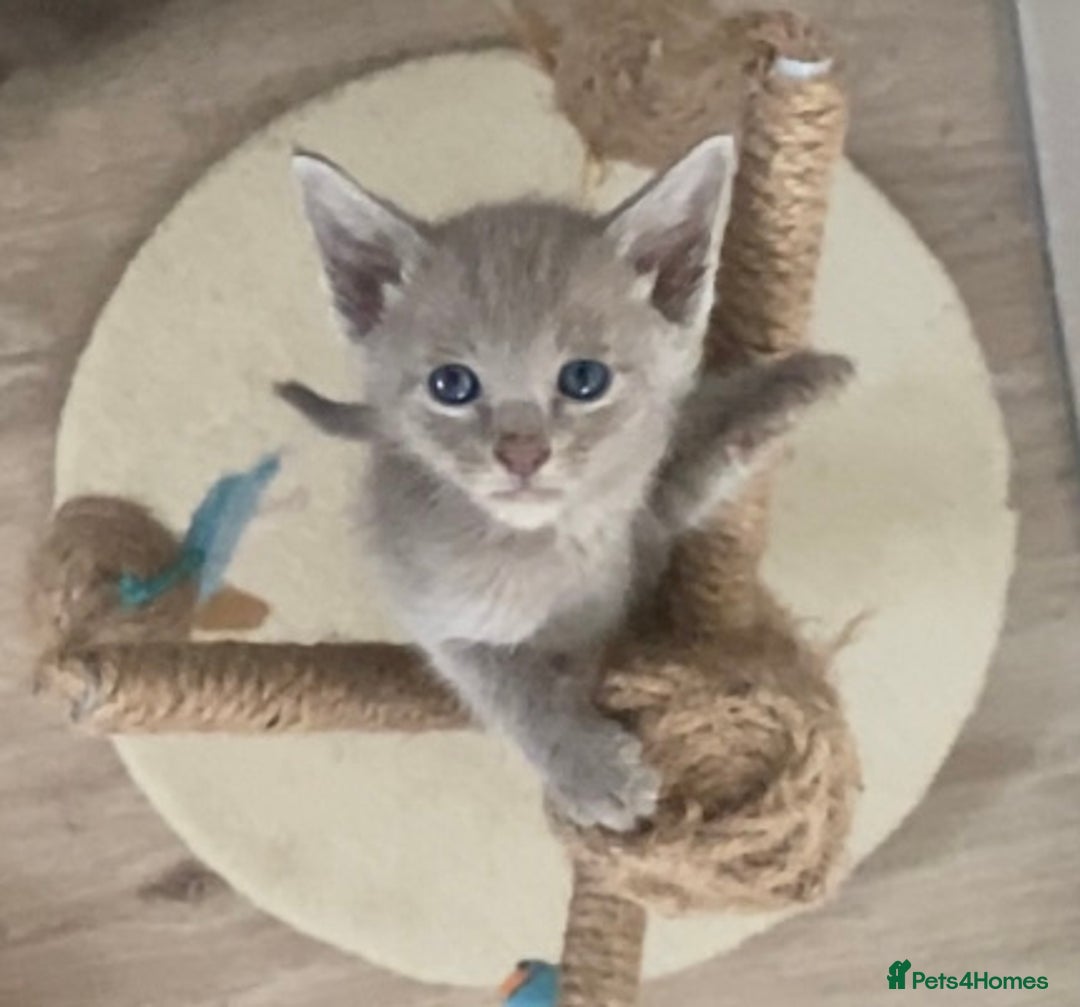 Mixed Breed cats for sale: Oriental X Siamese kittens  - Image 28