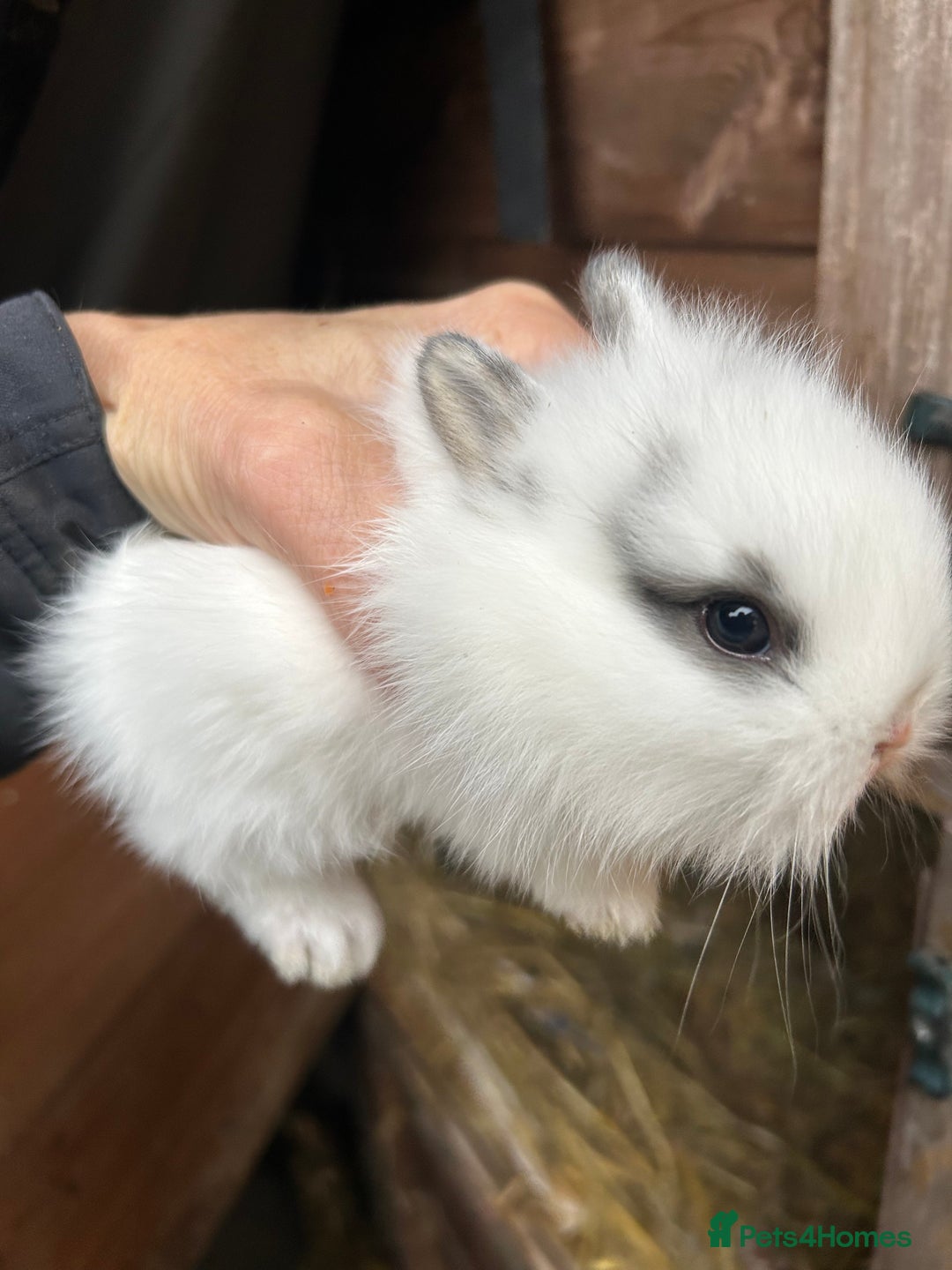 Netherland Dwarf rabbits for sale: Pure Netherland dwarf & mini angora X ND babies - Advert 2