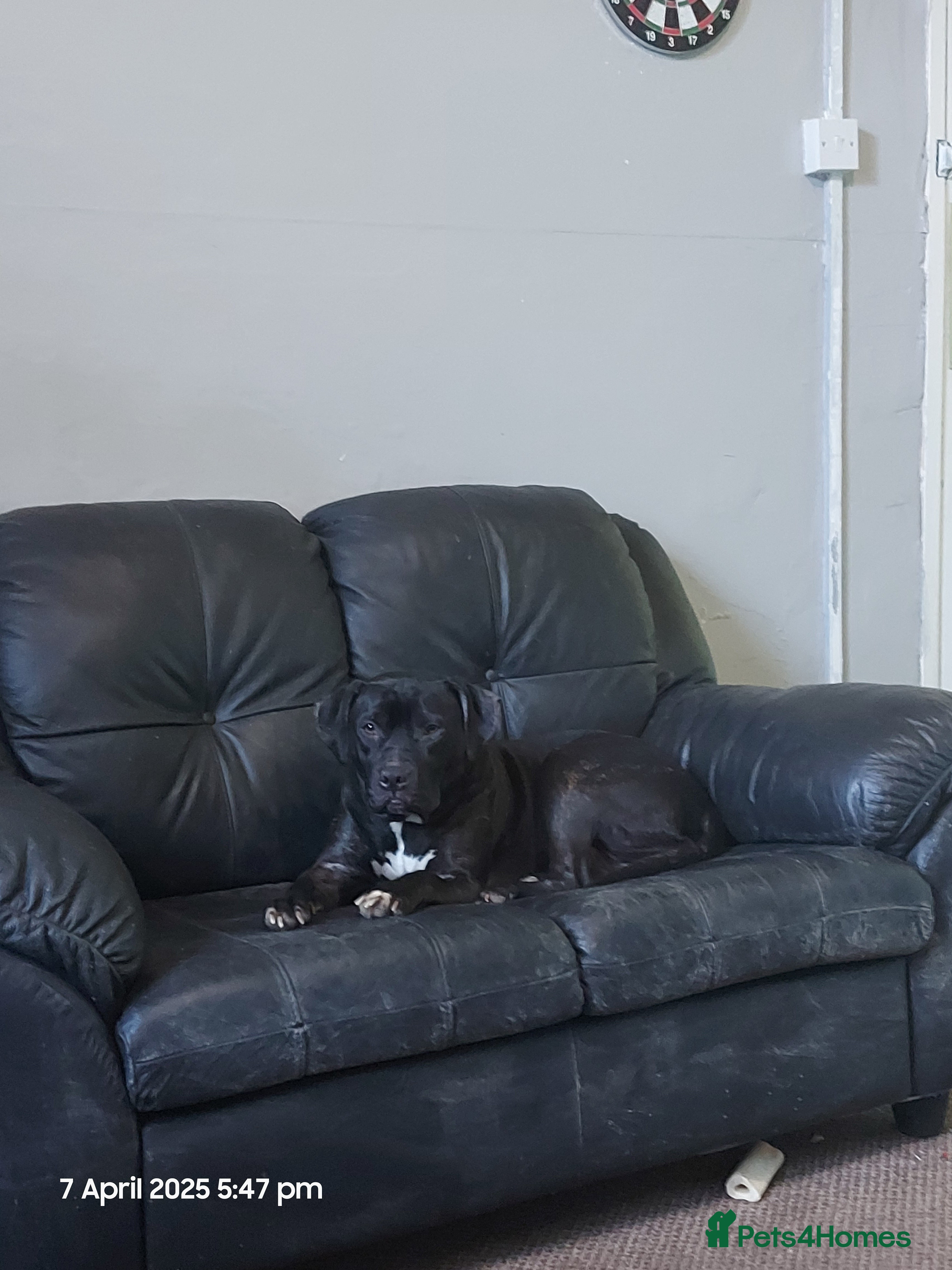 Mixed Breed dogs Labrador/staffy - Advert 3