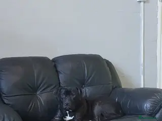 Mixed Breed dogs Labrador/staffy - Advert 5