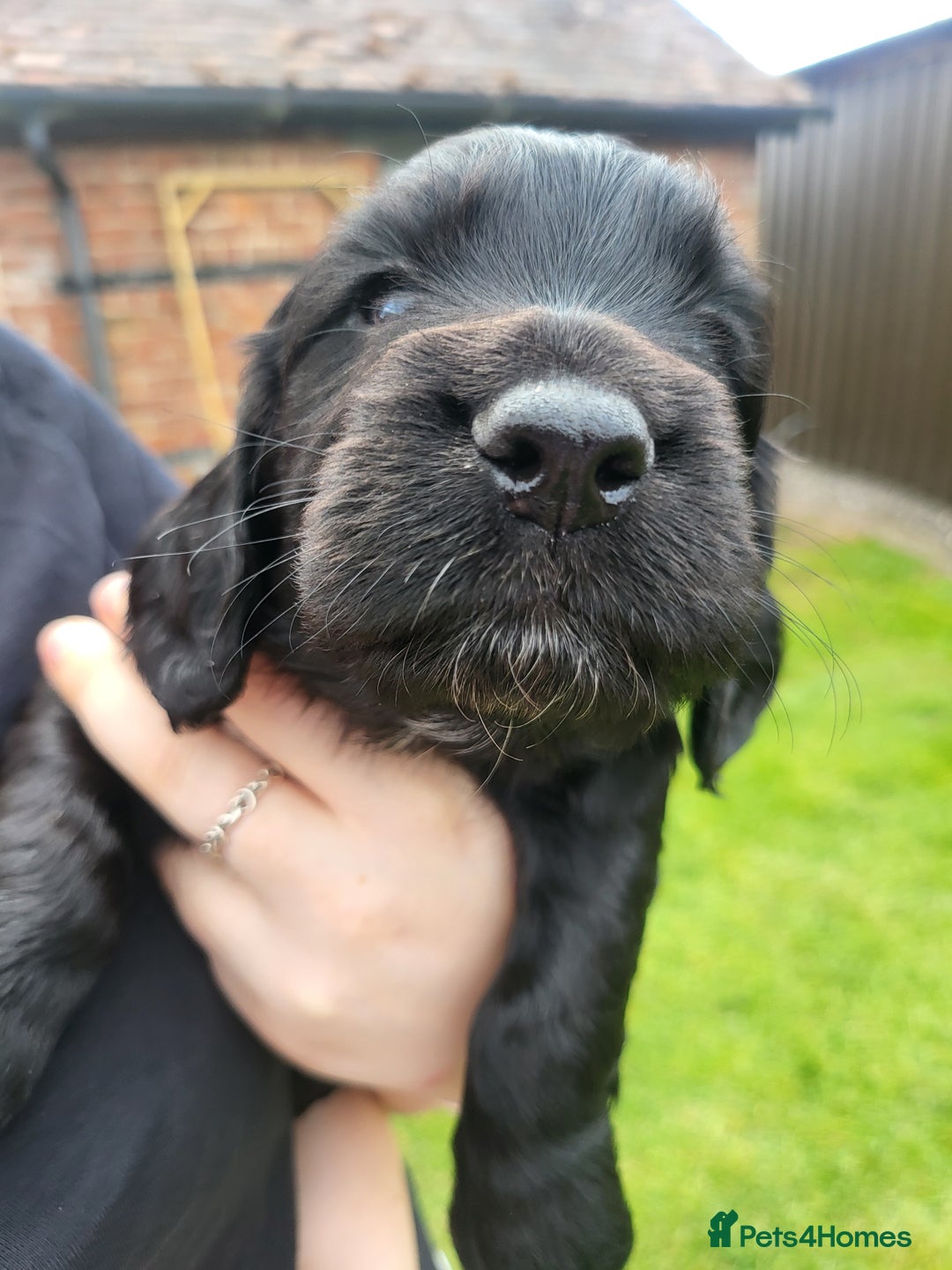 Cocker Spaniel dogs for sale: Beautiful Working Cocker Puppies - Image 11
