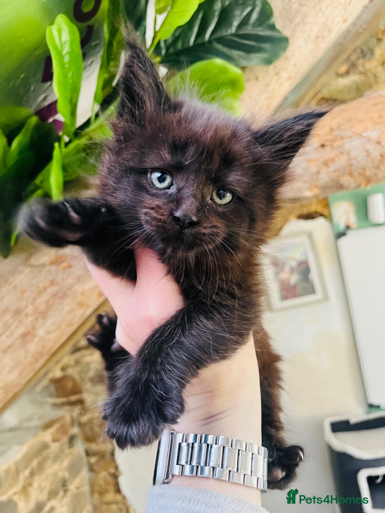 Maine Coon cats Stunning pedigree Maine coon kittens TICA - Advert 2