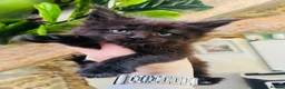 Maine Coon cats for sale: Stunning pedigree Maine coon kittens TICA - Advert 5