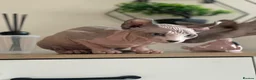 Sphynx cats for sale: Last beautiful sphynx  - Advert 3