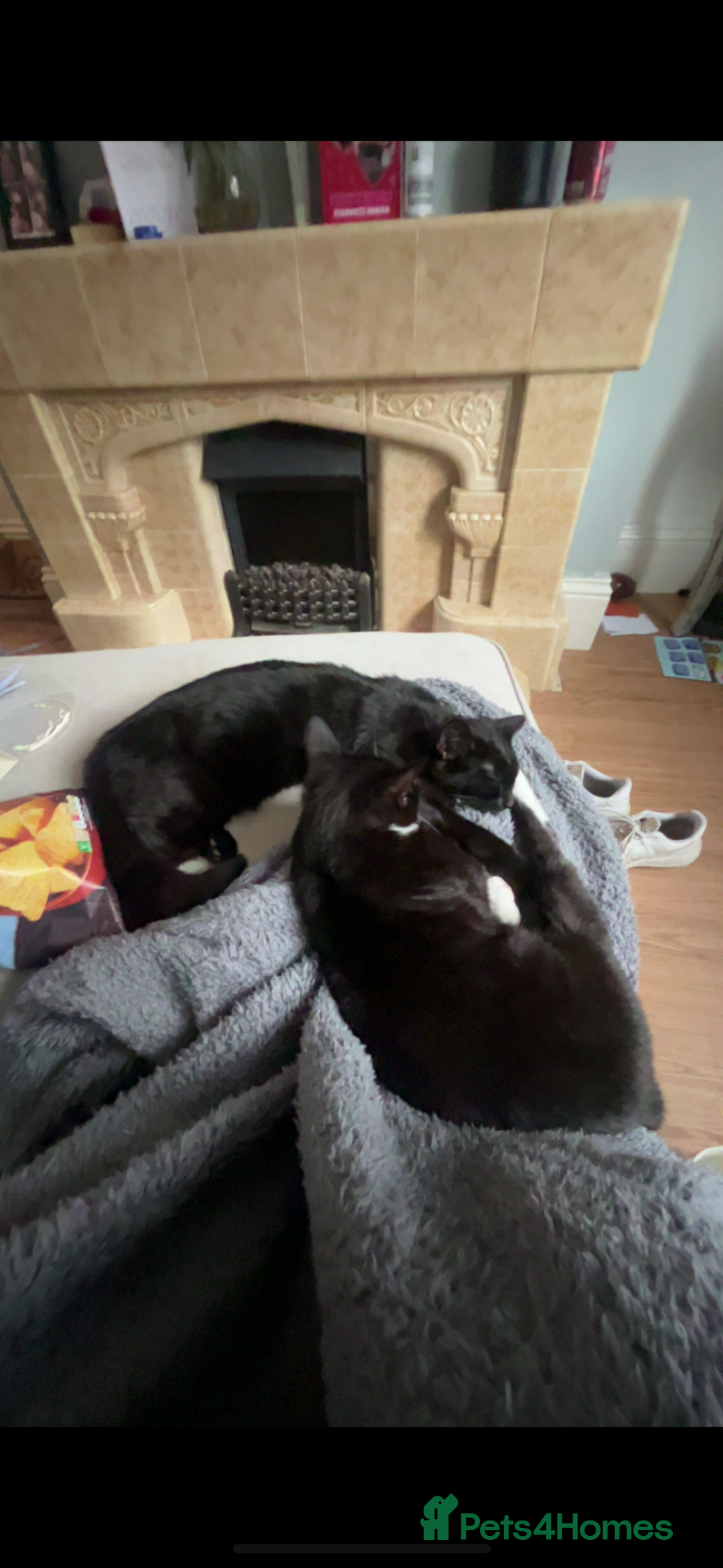 Domestic Shorthair cats for sale: Socks and midnight  - Advert 3