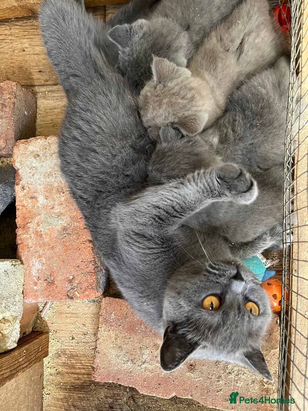 British Shorthair cats for sale: British shorthair  - Image 3