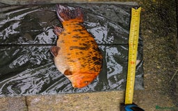 Cyprinids fish for sale: Pond fish for sale - Image 13