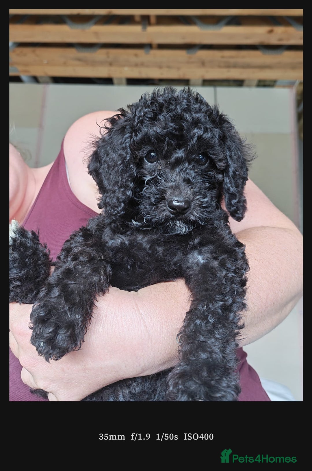 Bordoodle dogs for sale: Borderdoodle  Free five weeks insurance  - Image 20