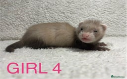 Ferret rodents for sale: ferret kits (1 girl left) - Image 2