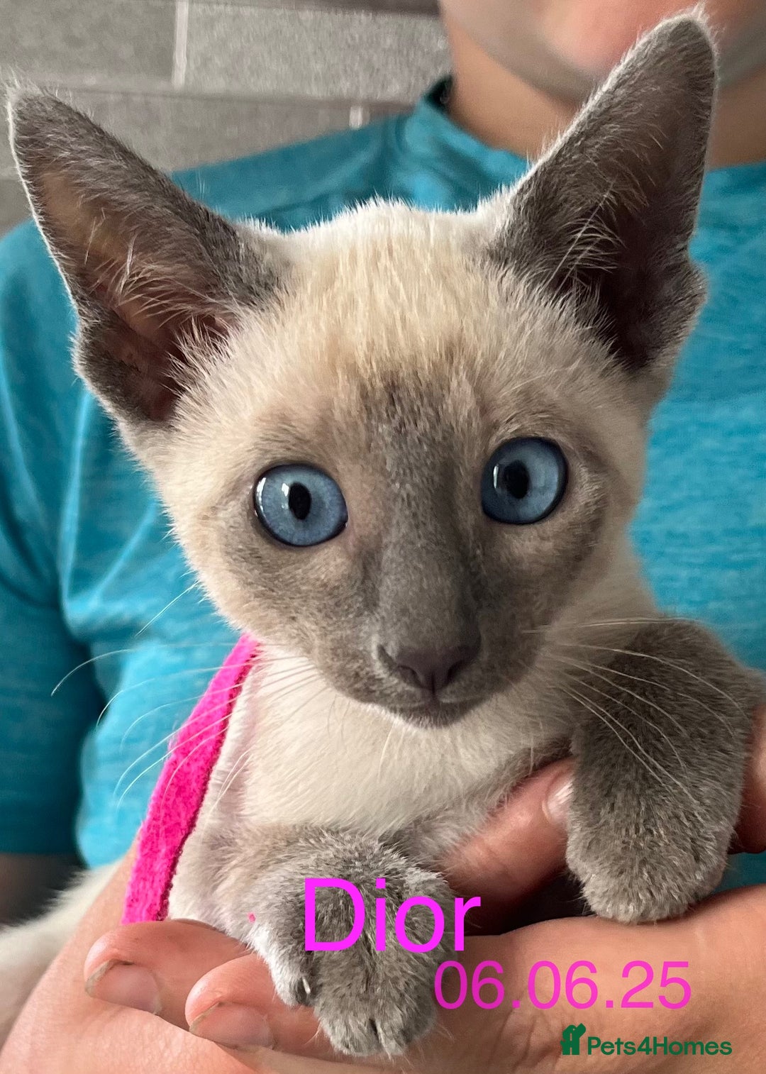 Siamese cats for sale: Blue point Siamese kittens - Advert 18
