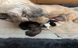 Shih Tzu dogs for sale: Beautiful Shih Tzu Puppies Mixed Litter - Advert 2