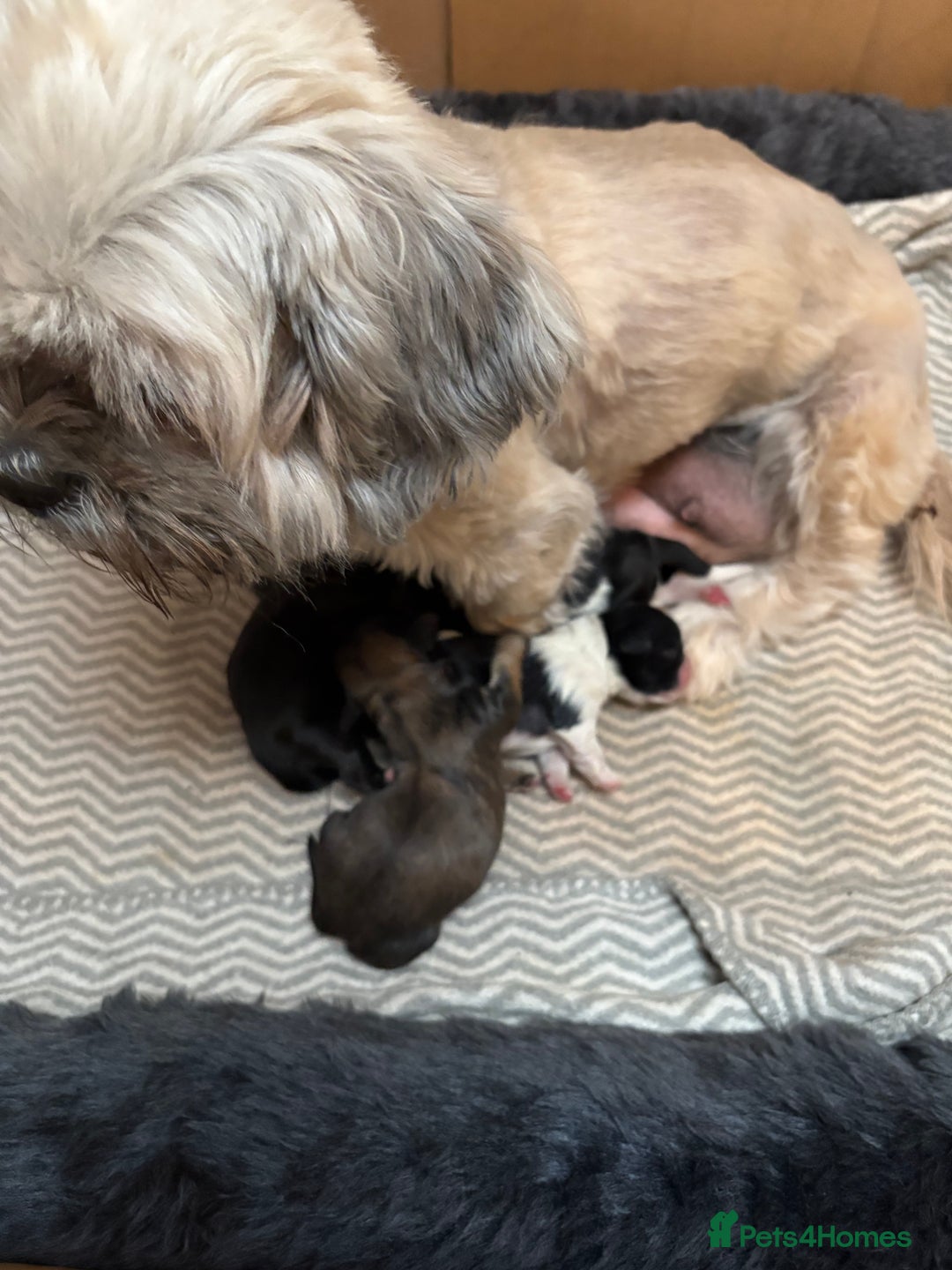 Shih Tzu dogs for sale: Beautiful Shih Tzu Puppies Mixed Litter - Advert 2
