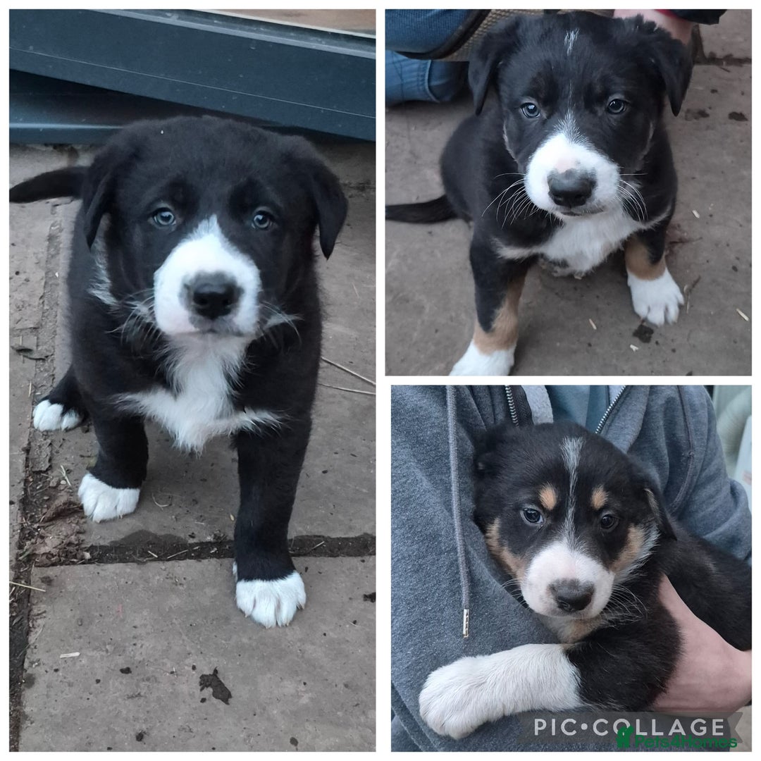 Mixed Breed dogs for sale: Beautiful litter of collie pups - Advert 8