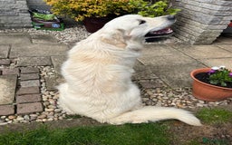 Golden Retriever dogs for stud: Handsome KC REGISTERED Golden Retriever  in Melton Mowbray - Image 8