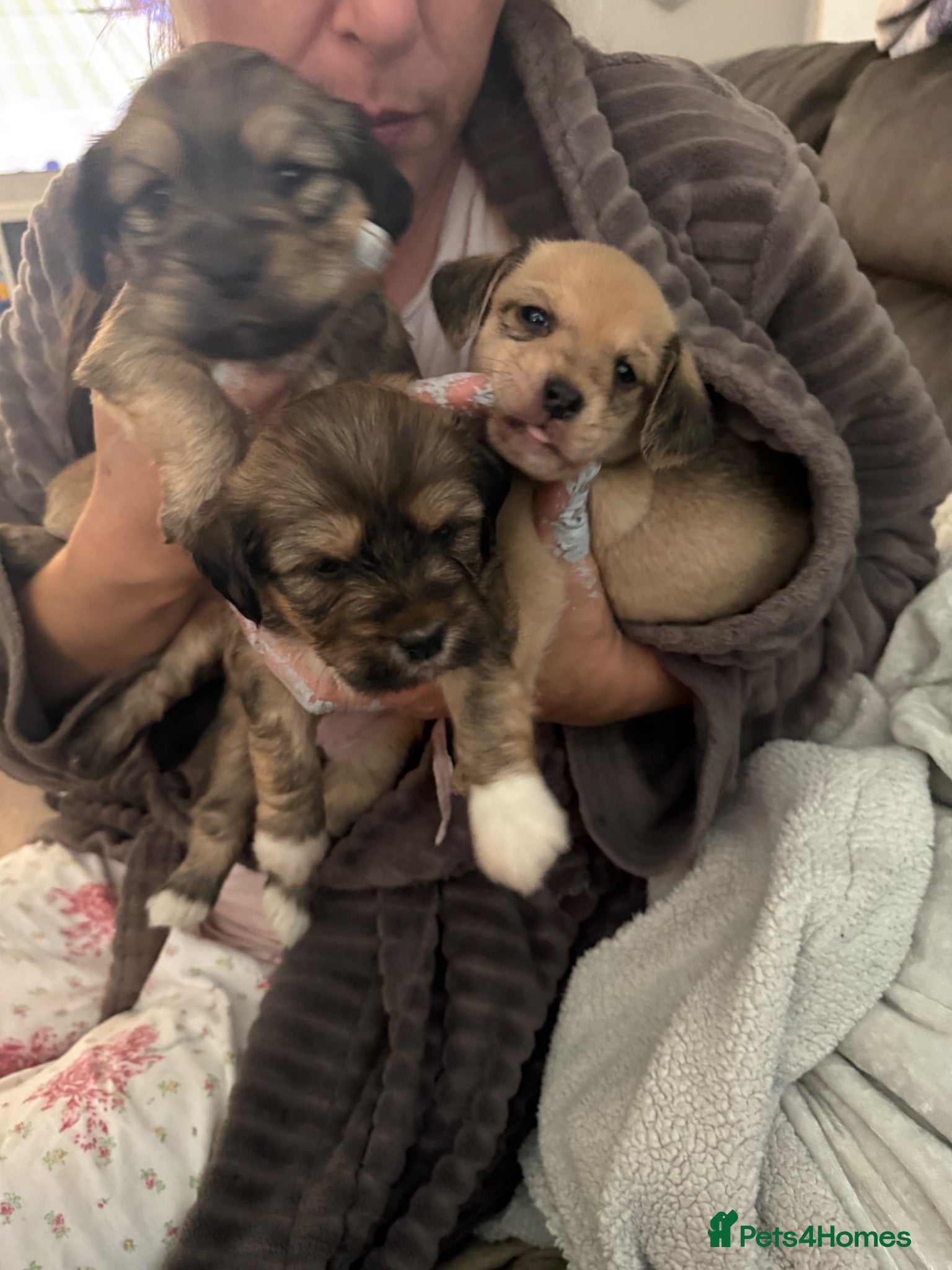 Mixed Breed dogs  Beautiful Female Puppies Ready Soon  - Advert 1