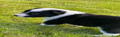 Border Collie 4