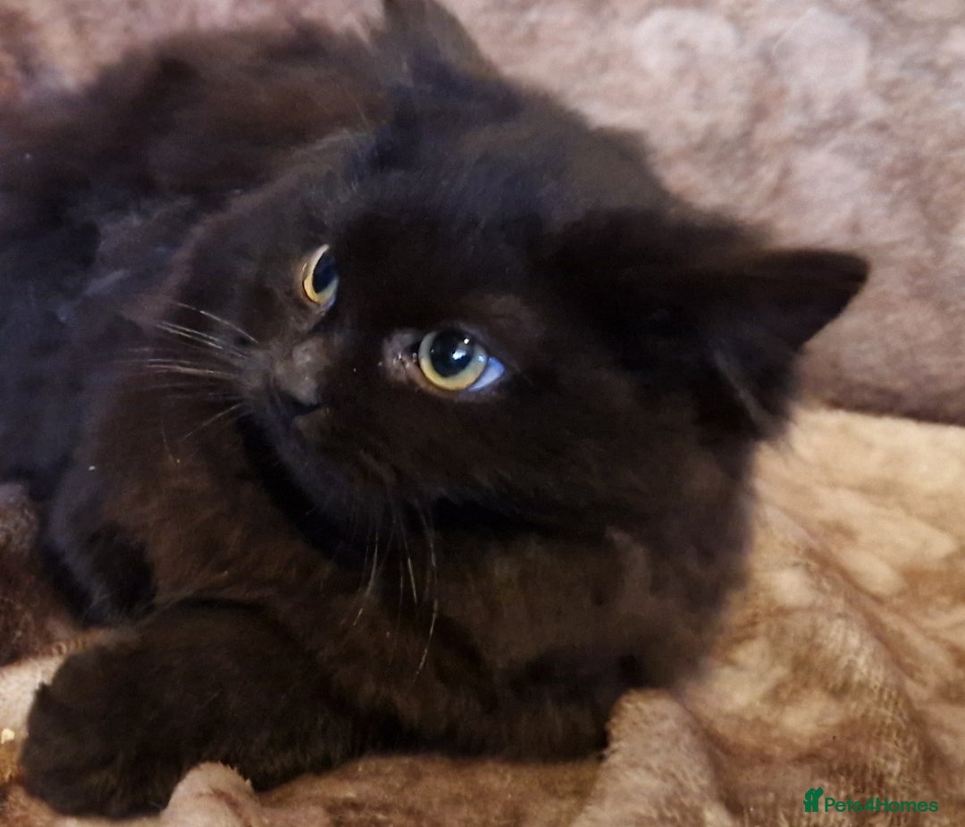 Mixed Breed cats for sale: Kittens for sale  - Advert 19