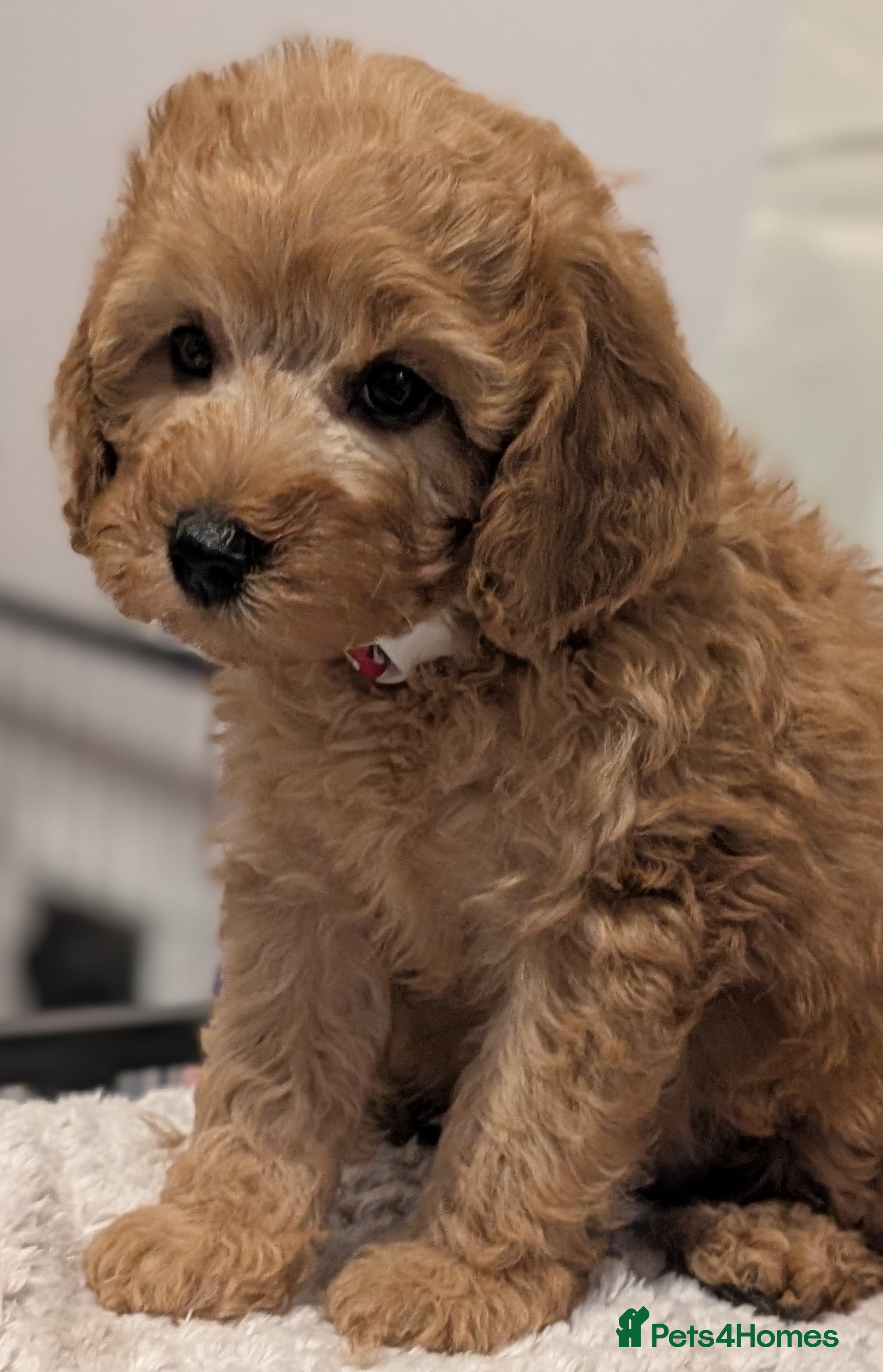 Cavapoo dogs Premium Deep Red F1B Cavapoos (Puppy Culture/ENS) - Advert 2
