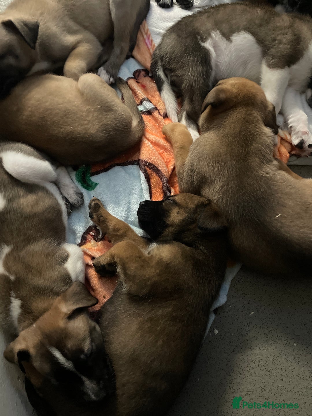 Mixed Breed dogs for sale: Bullsky puppies  - Advert 24