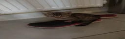 Mixed Breed cats for sale: Beautiful tabby cat - Advert 2
