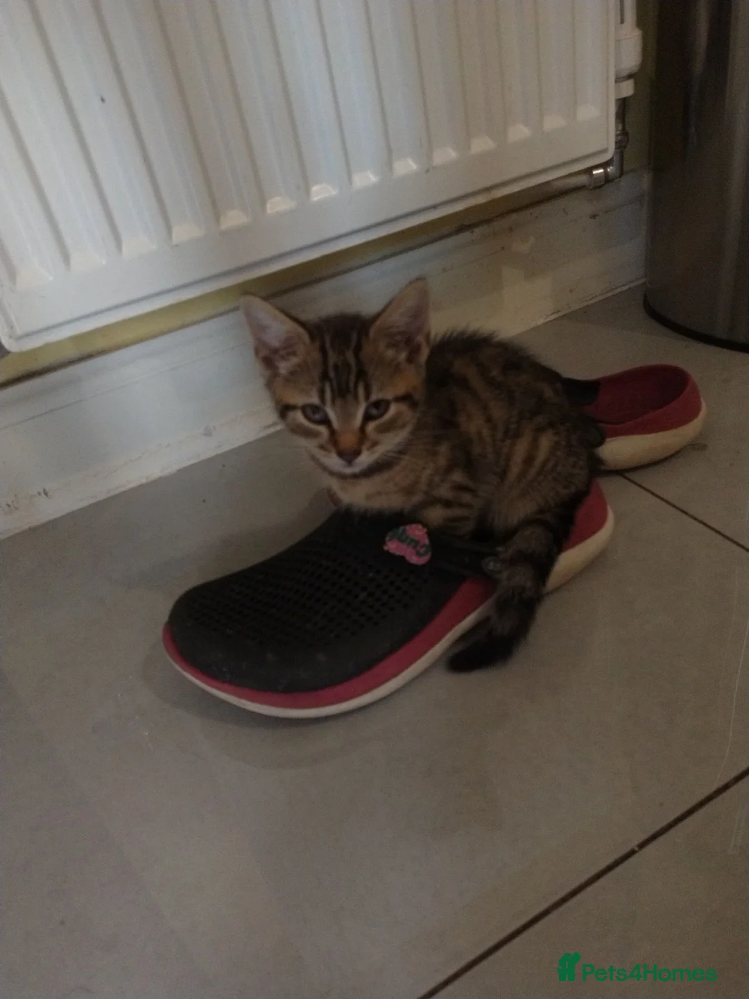 Mixed Breed cats for sale: Beautiful tabby cat - Advert 2