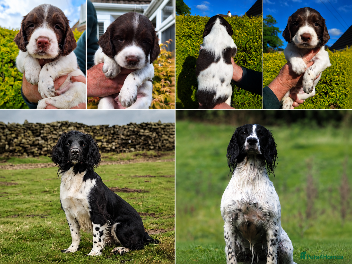 English Springer Spaniel dogs KC Working Springer Spaniel Puppy - Great Pedigree - Advert 12