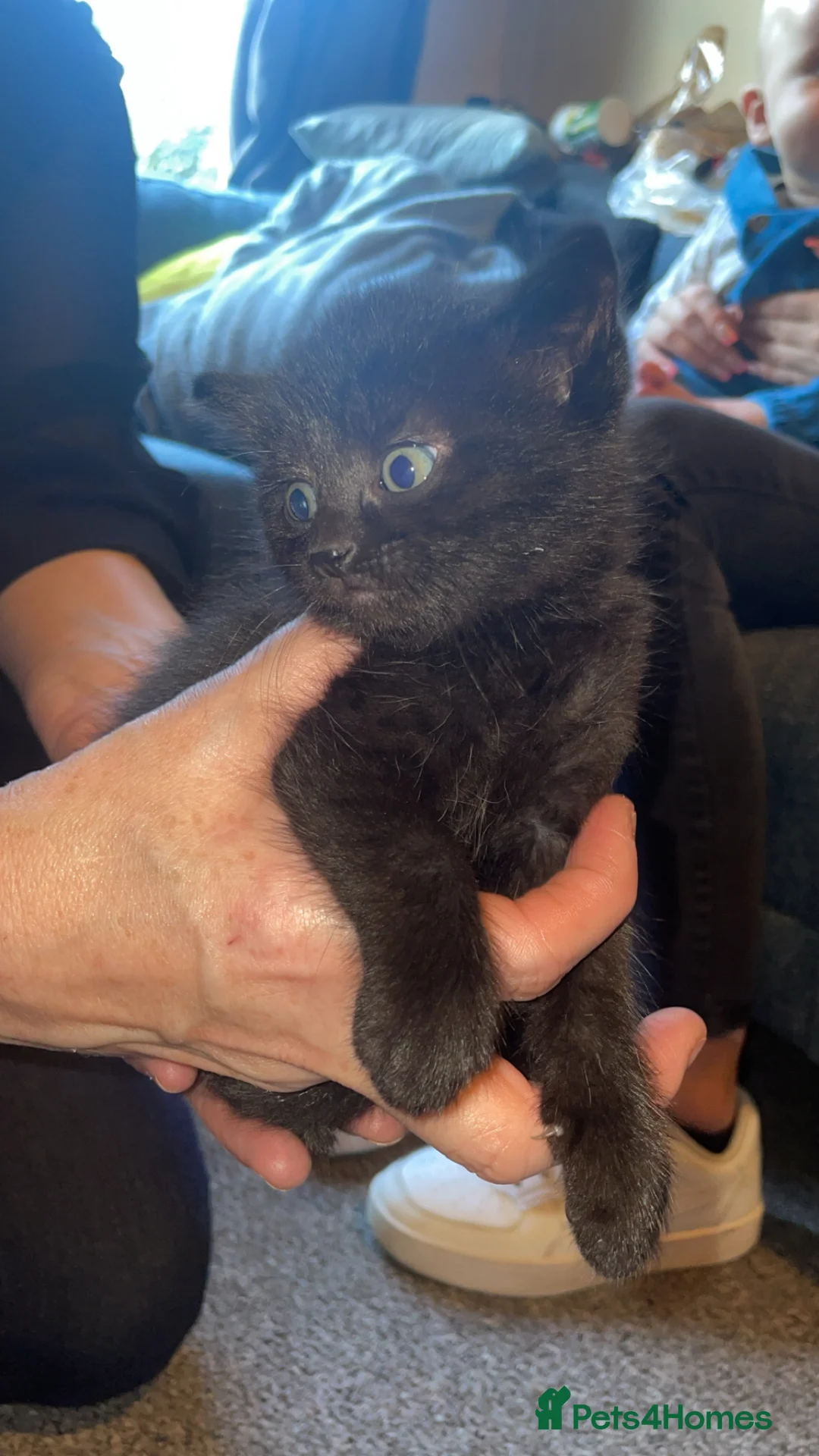 Mixed Breed cats for sale: 4 females  - Advert 2